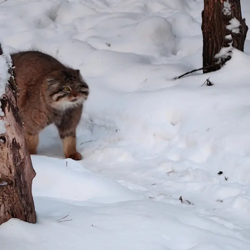 A photograph of a Pallas's cat in Novosibirsk Zoo