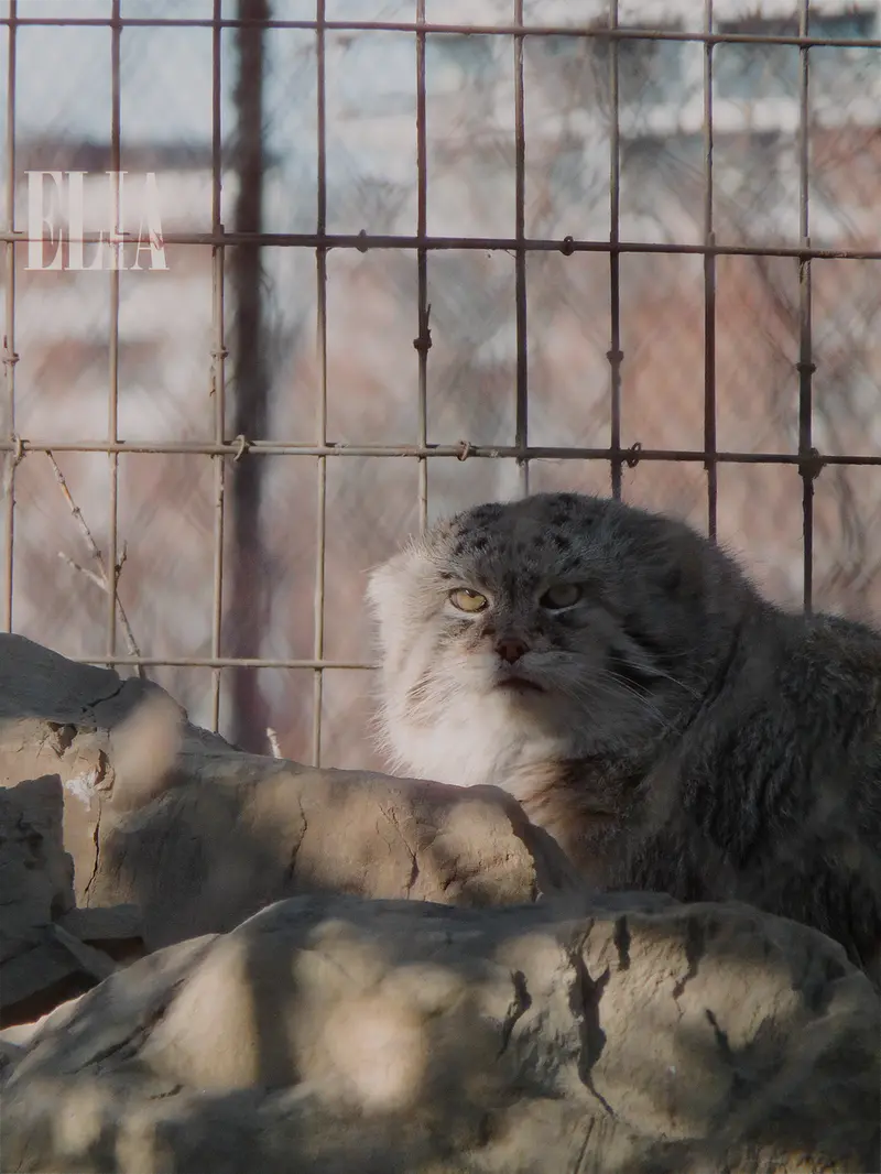 A photograph of Olaf in Calgary Zoo / Wilder Institute