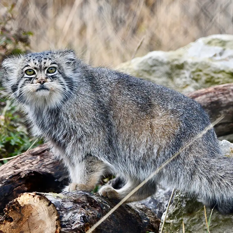 A photograph of Atlan in Port Lympne Wild Animal Park