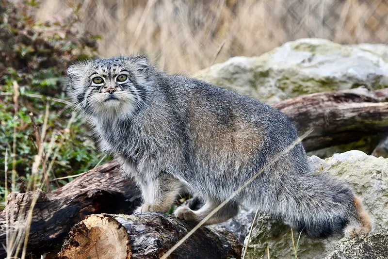 A photograph of Atlan in Port Lympne Wild Animal Park