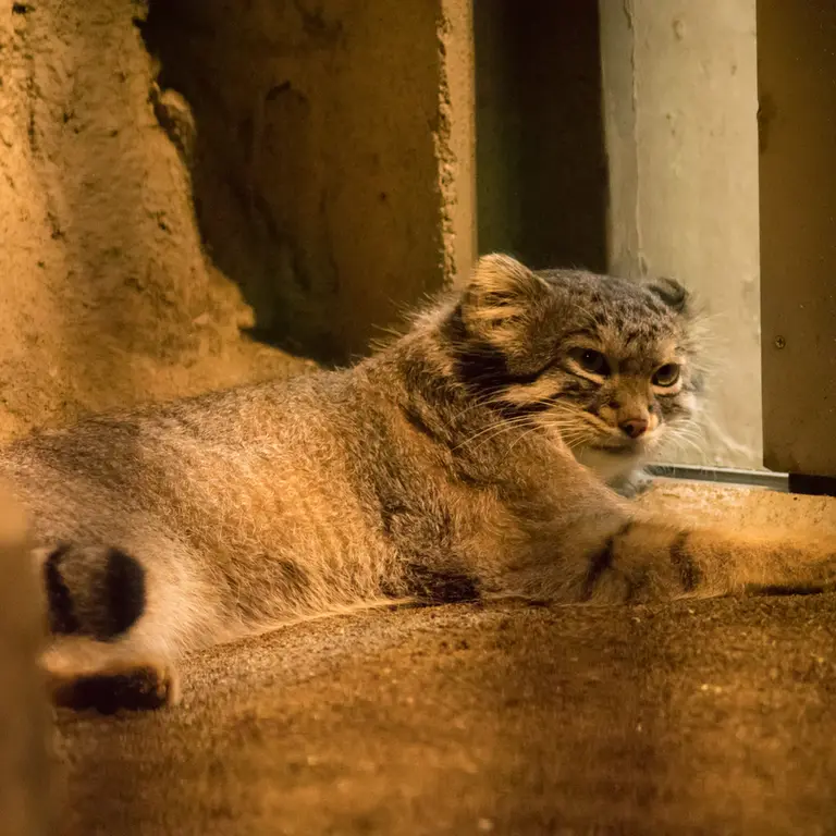 A photograph of Figa in Nogeyama Zoo