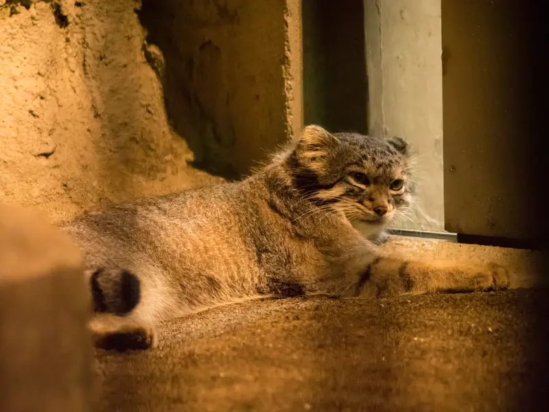 A photograph of Figa in Nogeyama Zoo