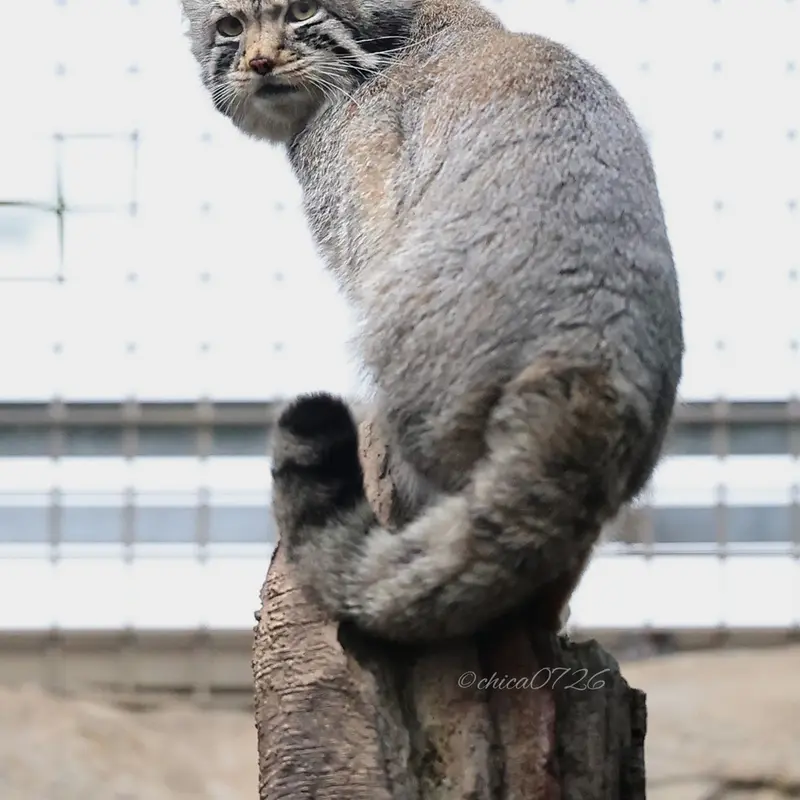 A photograph of Nagomu in Nasu Animal Kingdom