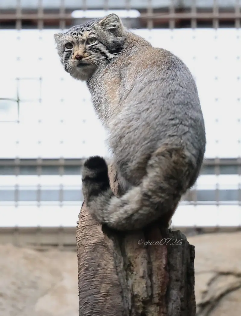 A photograph of Nagomu in Nasu Animal Kingdom