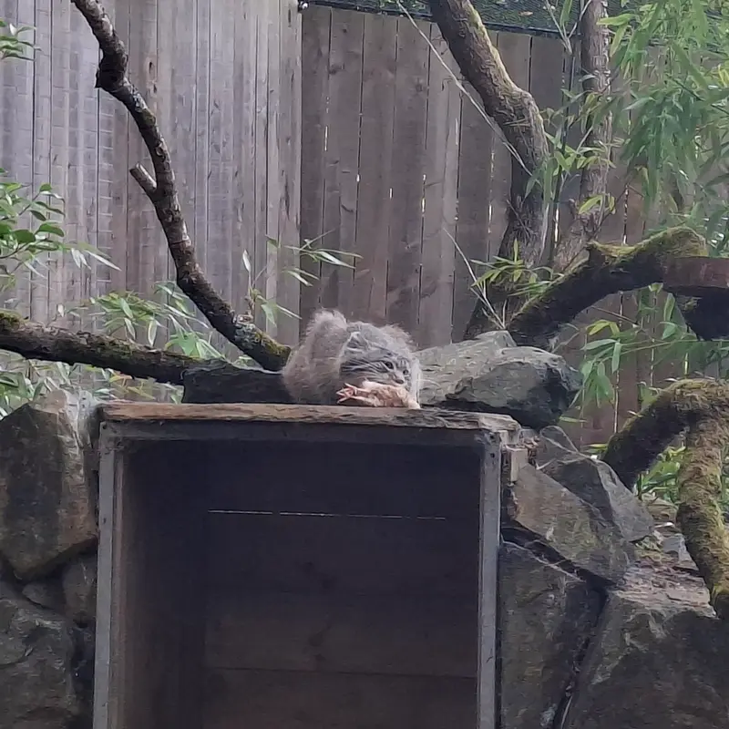 A photograph of Altai in Tregomeur Zoo
