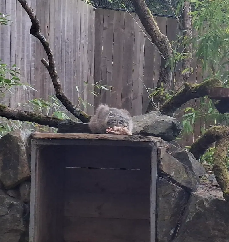 A photograph of Altai in Tregomeur Zoo