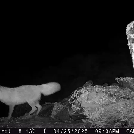 A photograph of Red fox from Zhundy 2 [new] camera trap