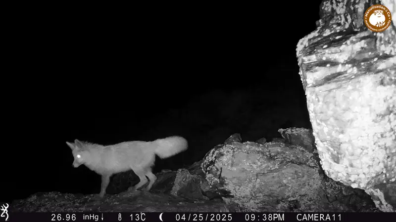 A photograph of Red fox from Zhundy 2 [new] camera trap