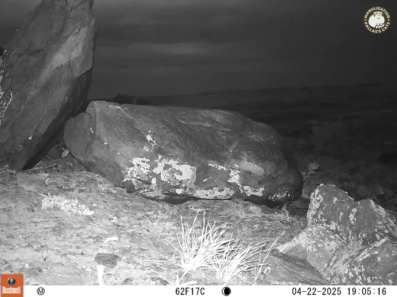 A photograph of a Pallas&#039;s cat from Koshkar camera trap