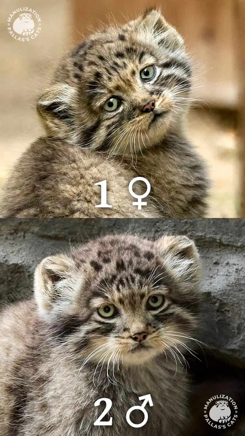 A photograph of Daughter of Lolo b.2026 Ⅰ and Son of Lolo b.2026 Ⅱ in Novosibirsk Zoo