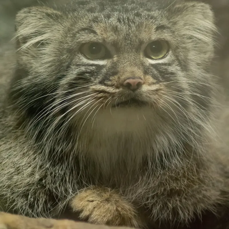 A photograph of Shafran in Ueno Zoological Gardens