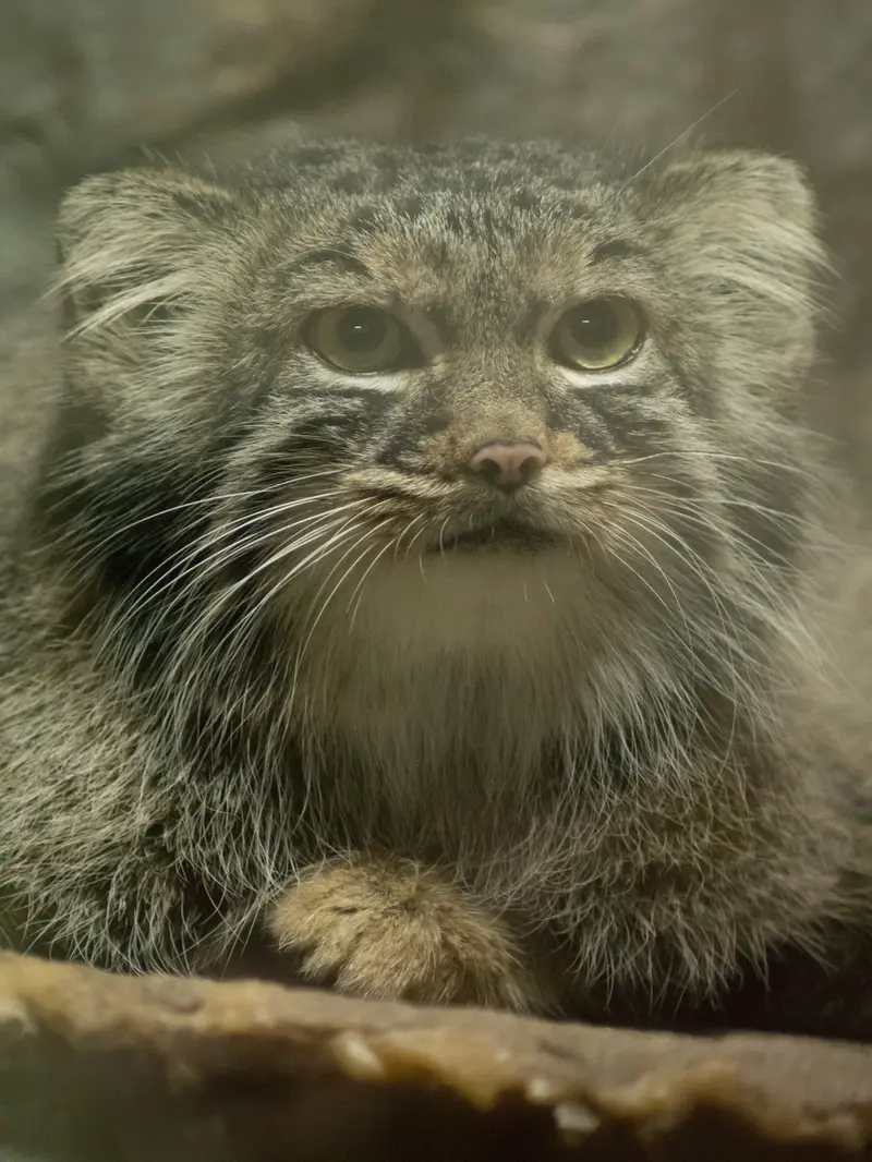 A photograph of Shafran in Ueno Zoological Gardens