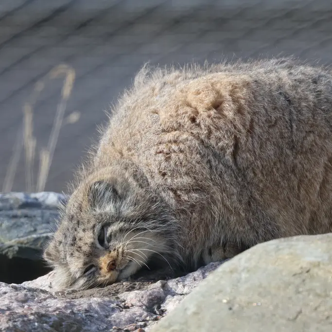 A photograph of Mimi in Korkeasaari Zoo