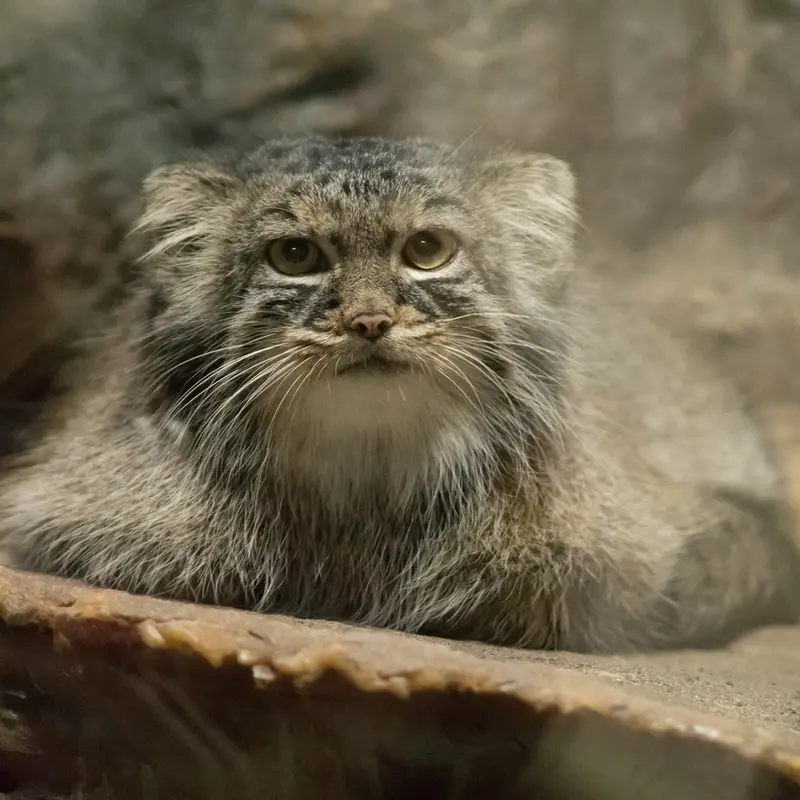 A photograph of Shafran in Ueno Zoological Gardens