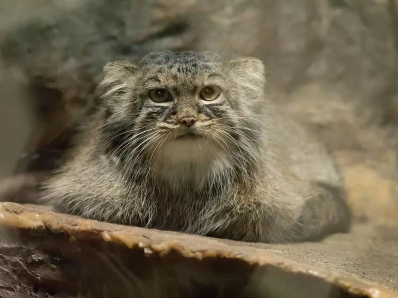 A photograph of Shafran in Ueno Zoological Gardens