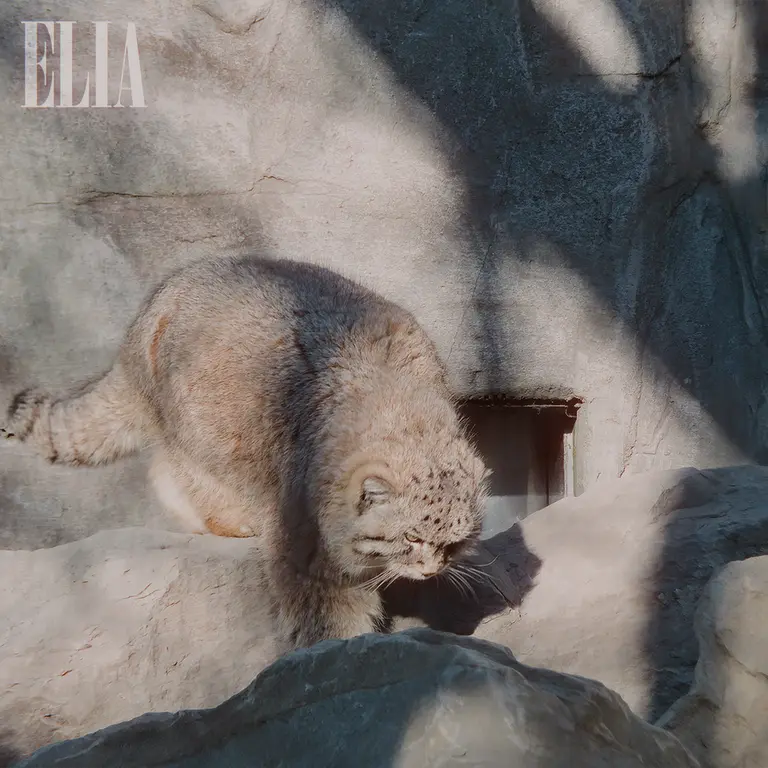 A photograph of Olaf in Calgary Zoo / Wilder Institute