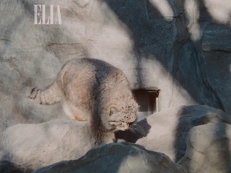 A photograph of Olaf in Calgary Zoo / Wilder Institute