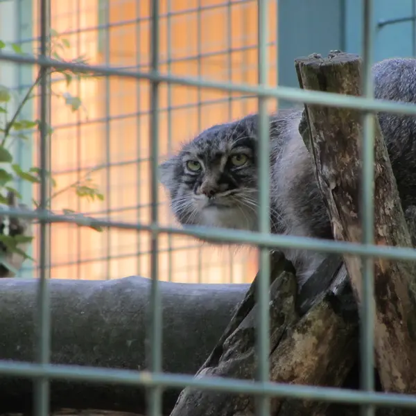 A photograph of a Pallas's cat in Tierpark Berlin