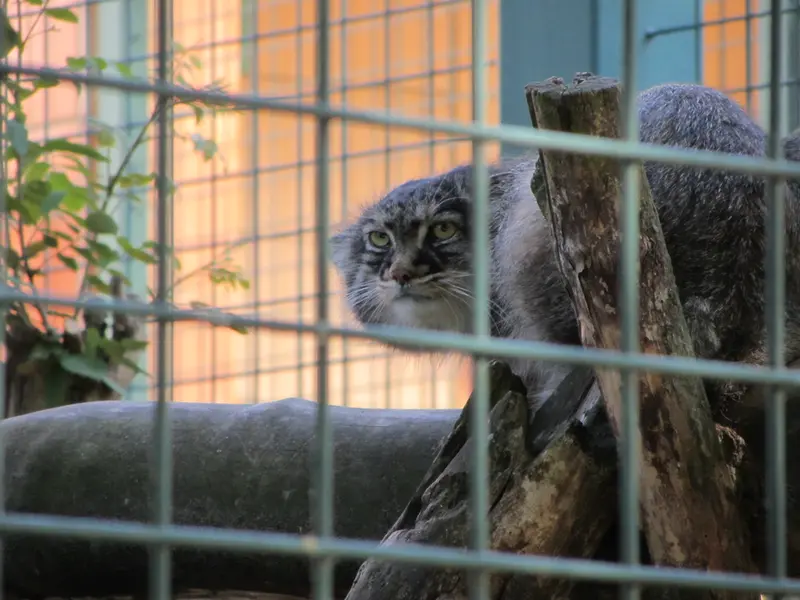 A photograph of a Pallas's cat in Tierpark Berlin