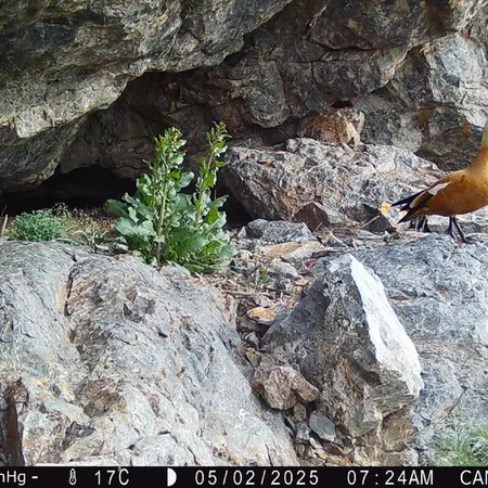 A photograph of Ruddy shelduck from Zhundy 1 camera trap