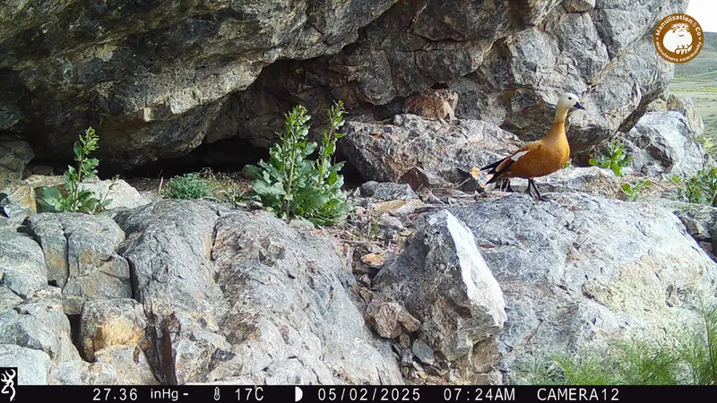 A photograph of Ruddy shelduck from Zhundy 1 camera trap