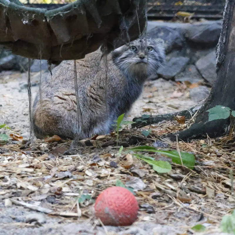 A photograph of Lastochka in Novosibirsk Zoo
