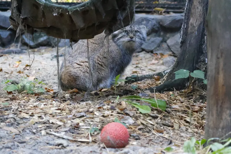 A photograph of Lastochka in Novosibirsk Zoo