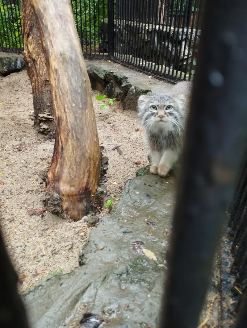 A photograph of a Pallas's cat in Novosibirsk Zoo