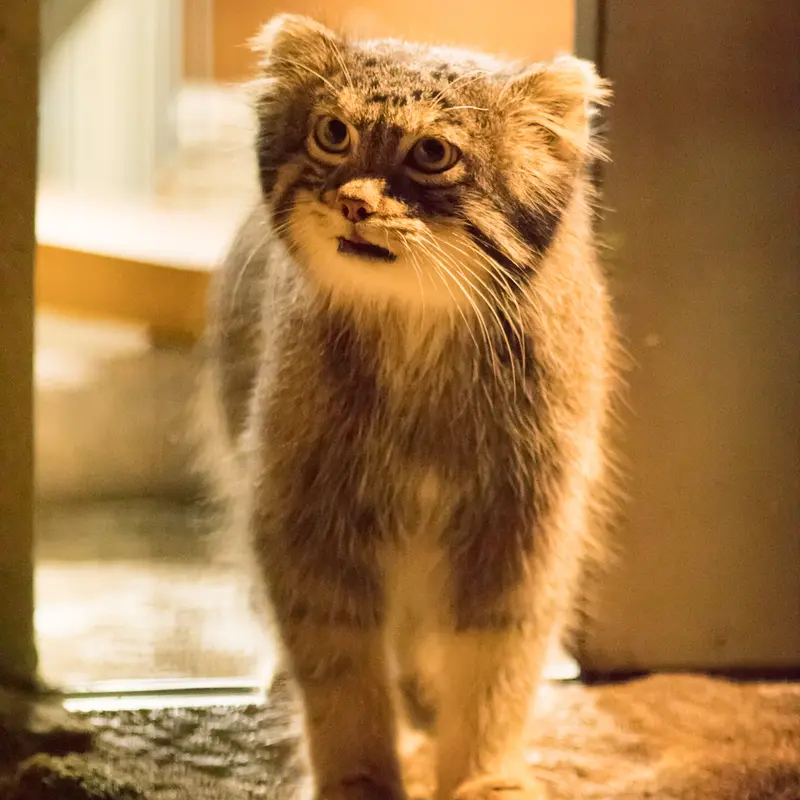 A photograph of Figa in Nogeyama Zoo
