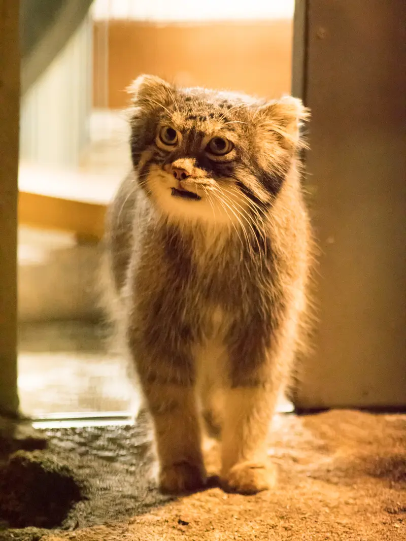 A photograph of Figa in Nogeyama Zoo