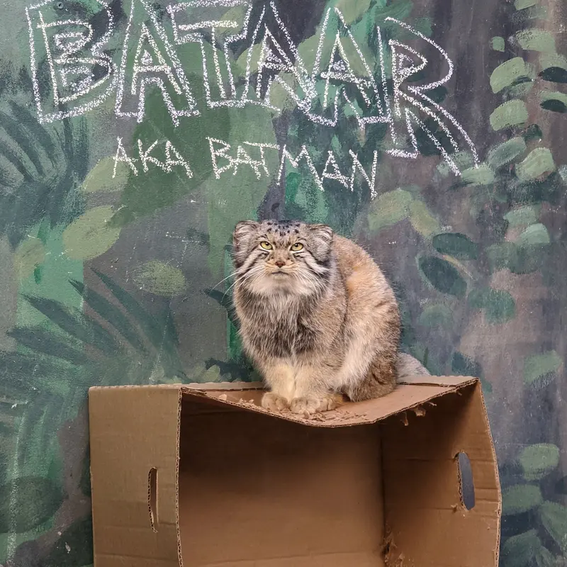 A photograph of Bataar in Birmingham Zoo