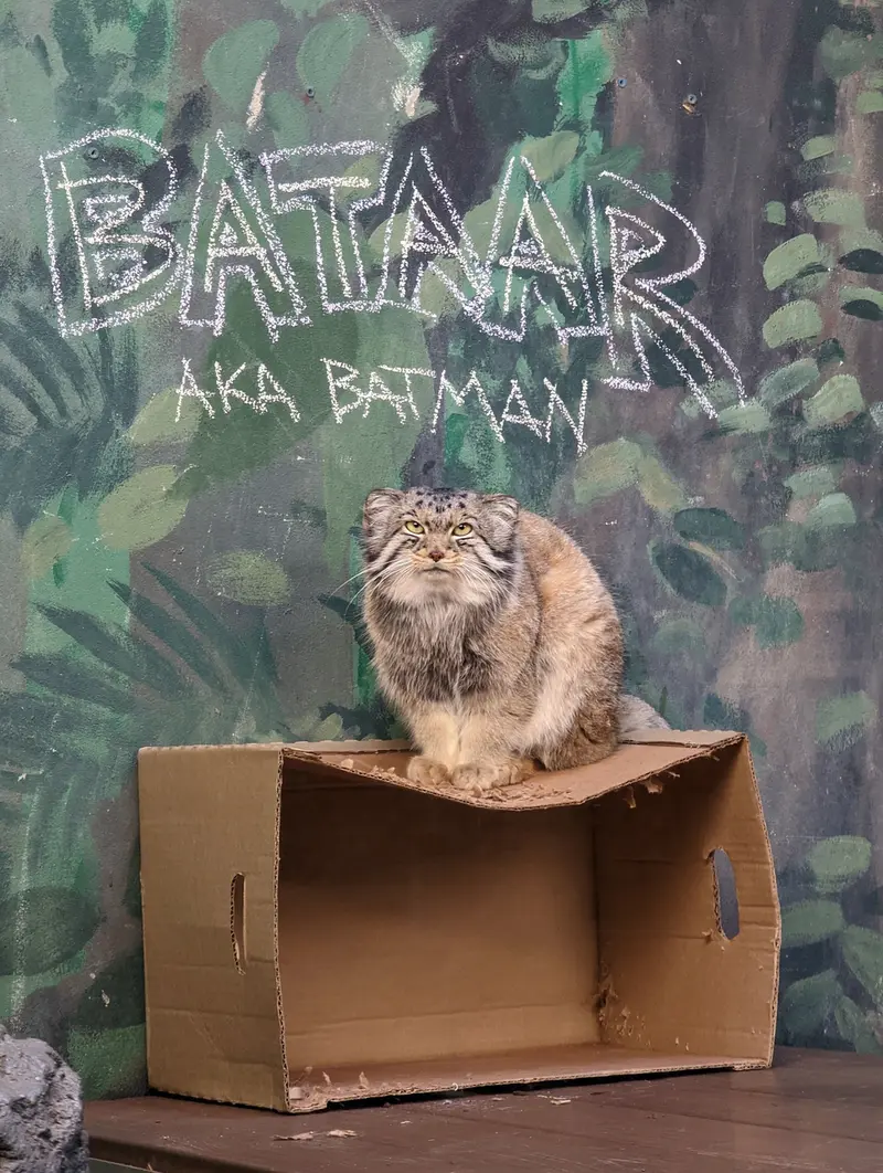 A photograph of Bataar in Birmingham Zoo