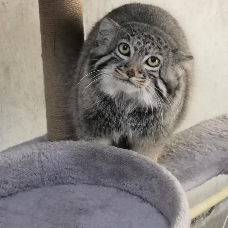 A photograph of Sun Daniang in Qinghai-Tibet Plateau Wildlife Zoo