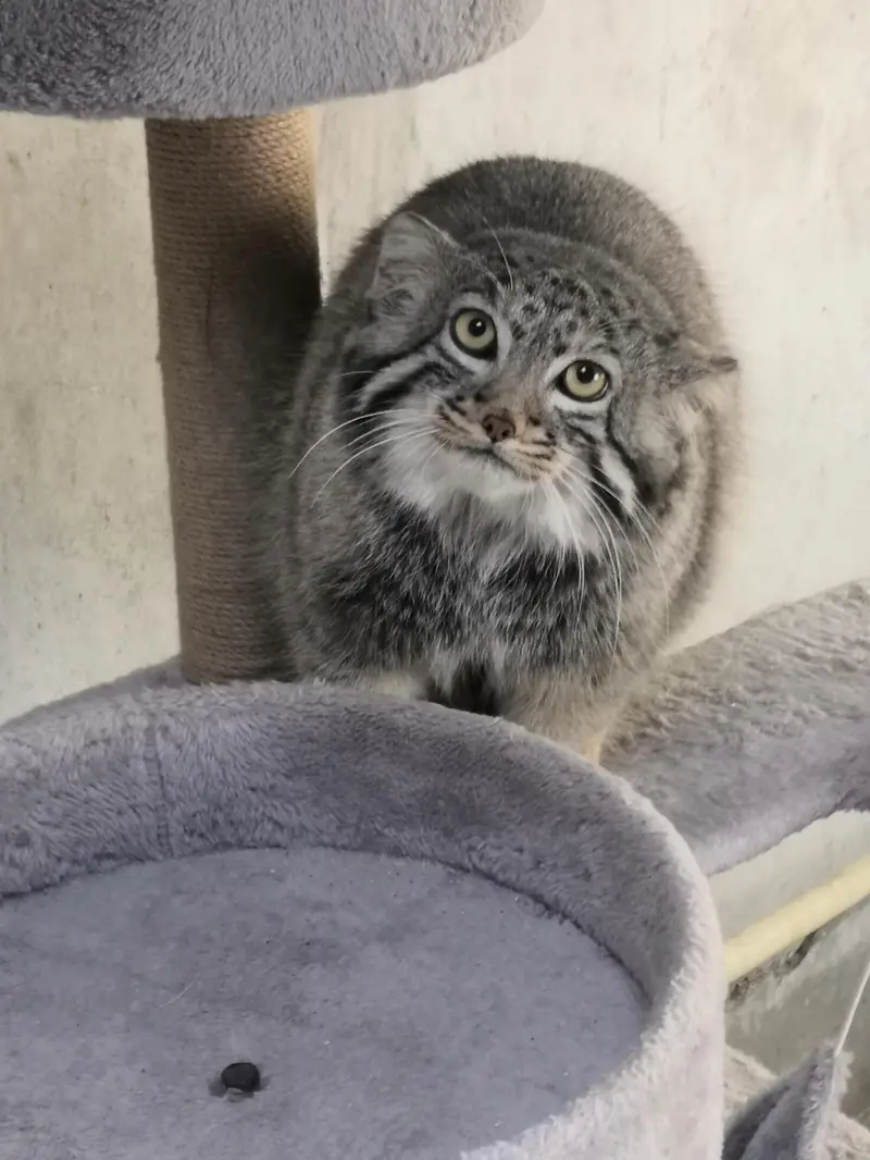 A photograph of Sun Daniang in Qinghai-Tibet Plateau Wildlife Zoo