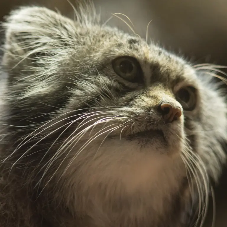 A photograph of Klyon in Ueno Zoological Gardens