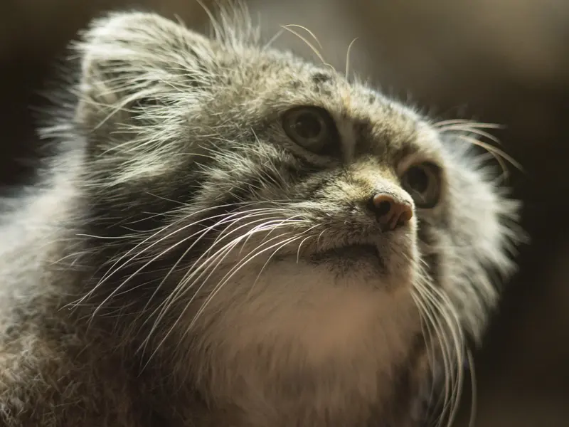 A photograph of Klyon in Ueno Zoological Gardens