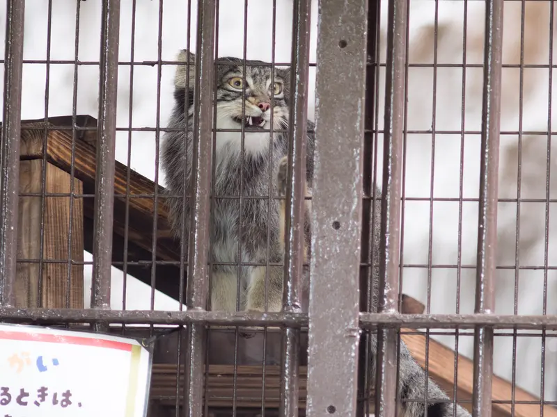 A photograph of Figa in Nogeyama Zoo