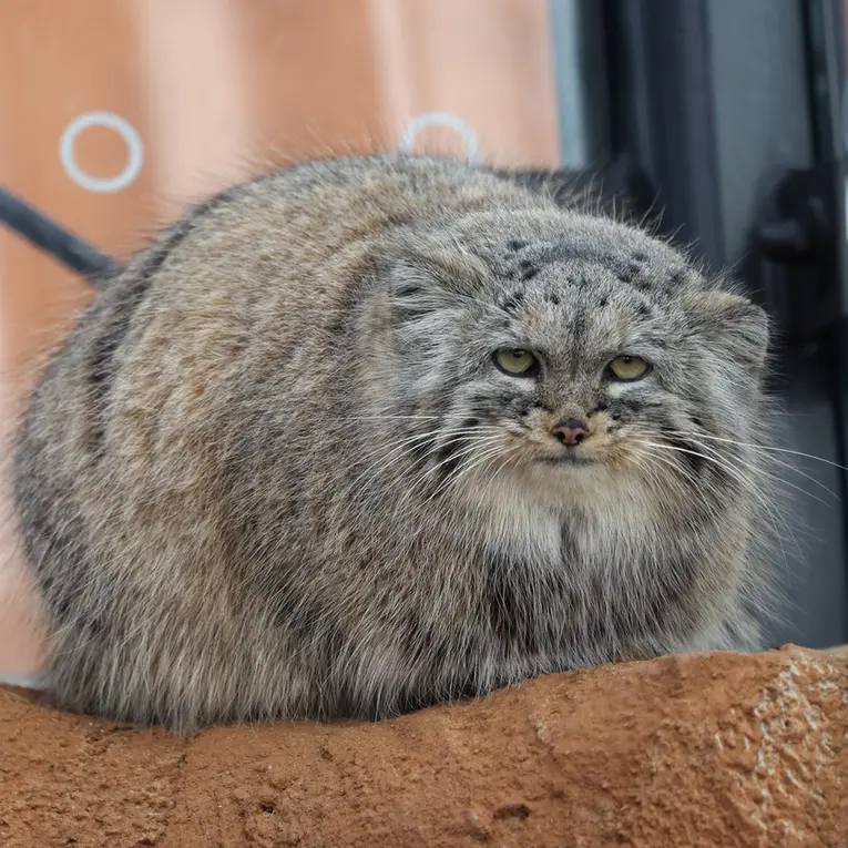 A photograph of Prinsessa in Prague Zoo