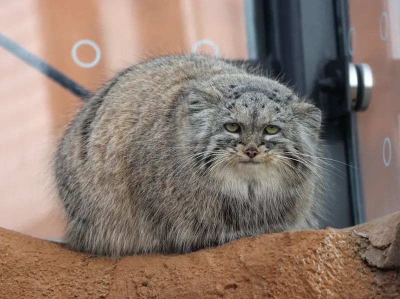 A photograph of Prinsessa in Prague Zoo