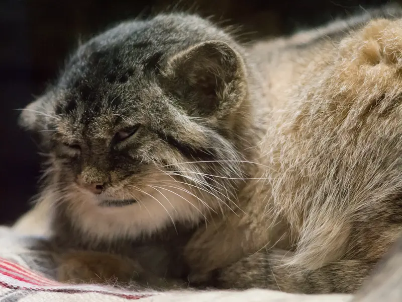 A photograph of Primula in Ueno Zoological Gardens