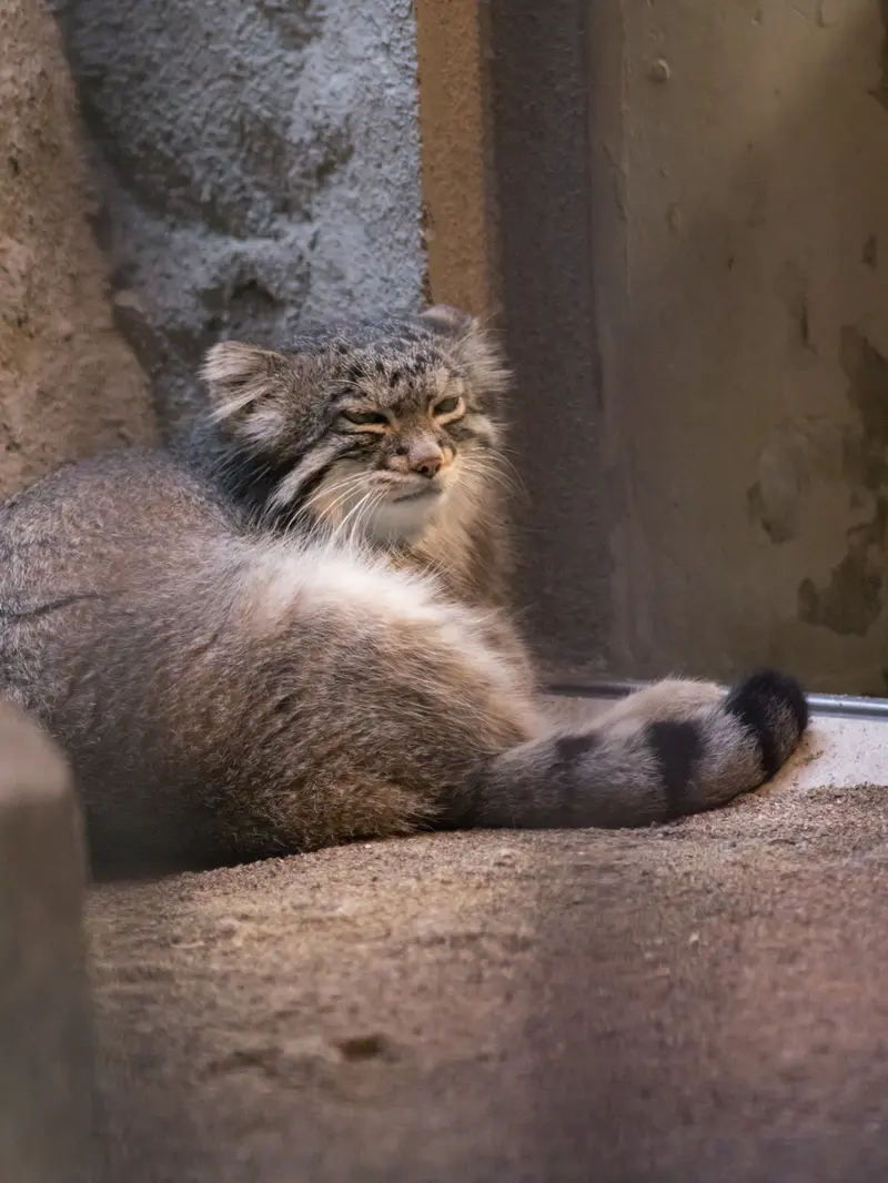 A photograph of Figa in Nogeyama Zoo