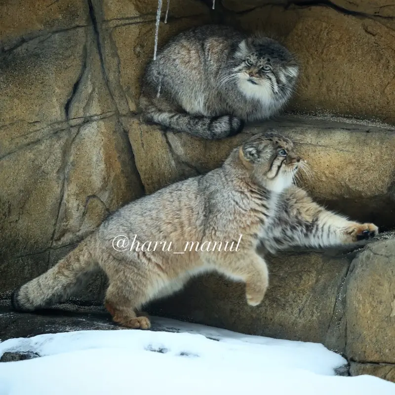 A photograph of Polly and Bor in Nasu Animal Kingdom