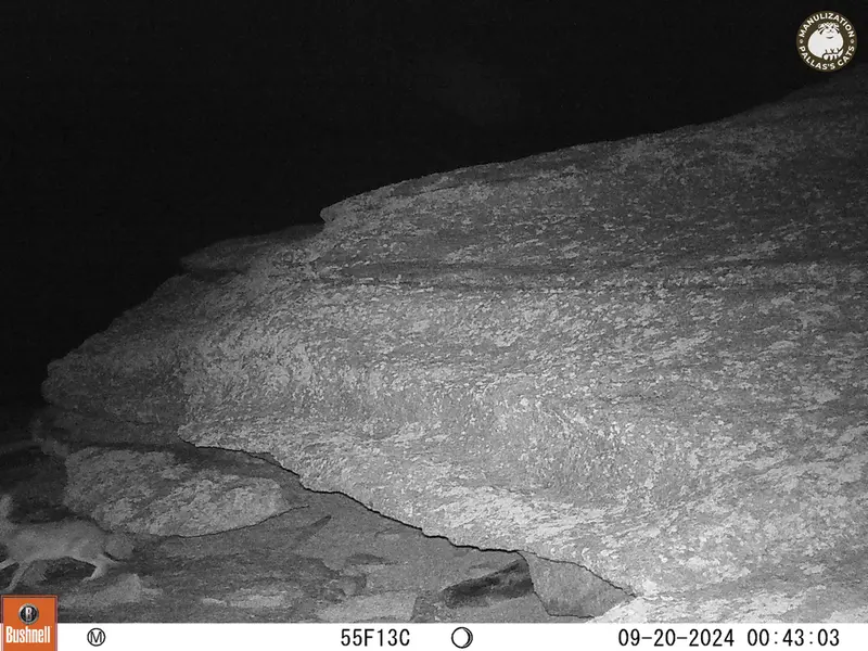 A photograph of Hare from Bektauata 1 camera trap