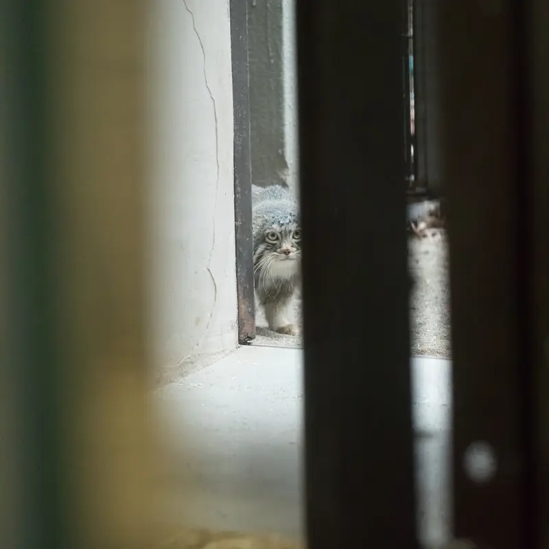 A photograph of Figa in Nogeyama Zoo