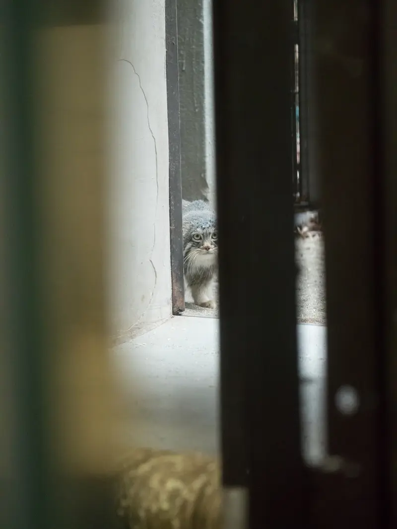 A photograph of Figa in Nogeyama Zoo