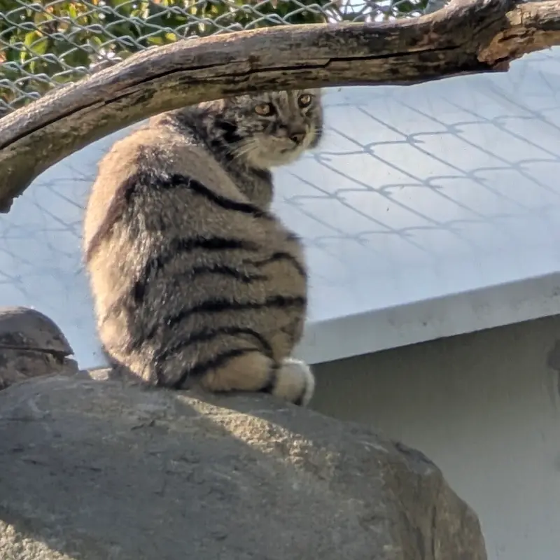 A photograph of Saimi in Korkeasaari Zoo