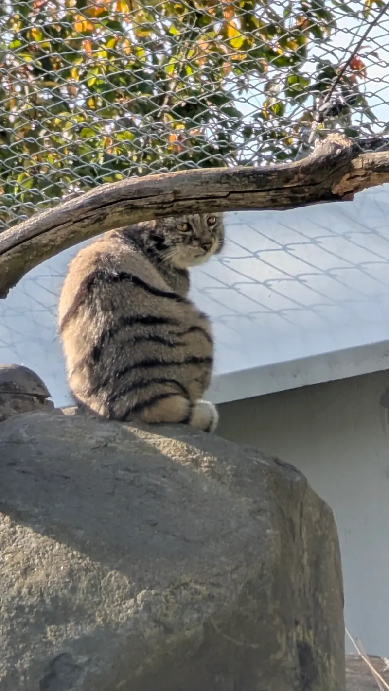 A photograph of Saimi in Korkeasaari Zoo