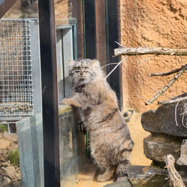 A photograph of Prinsessa in Prague Zoo