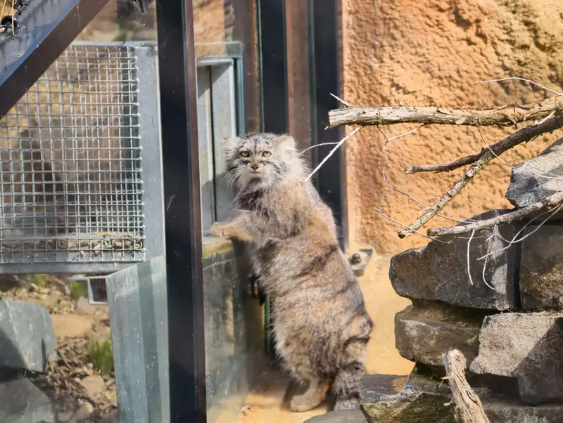 A photograph of Prinsessa in Prague Zoo