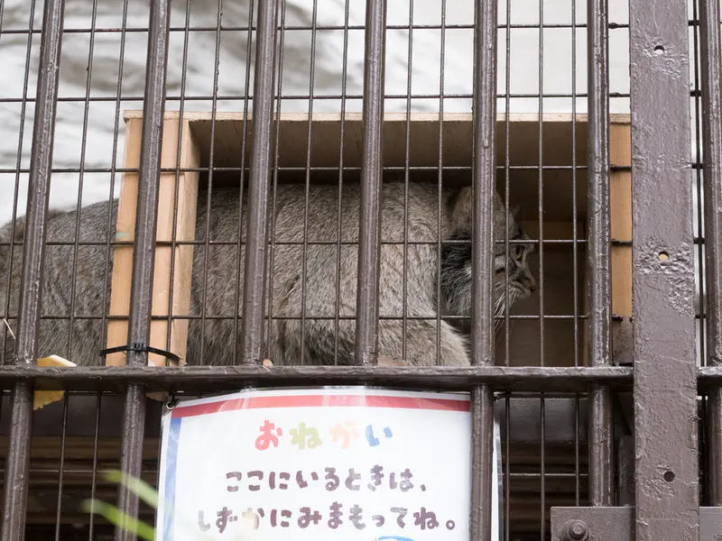 A photograph of Figa in Nogeyama Zoo